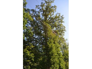 Property photo 57 - 64 Acre Farm Offered in 4 Tracts or in Combinations - Real Estate Auction
